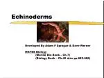 Echinoderms - slide 1
