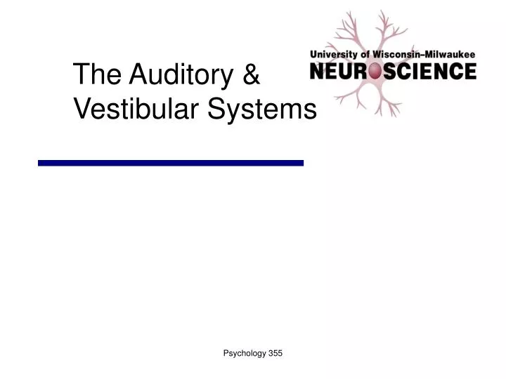 the auditory vestibular systems