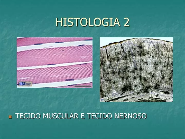 histologia 2
