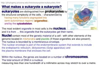 What makes a eukaryote a eukaryote?