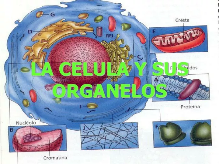 la celula y sus organelos