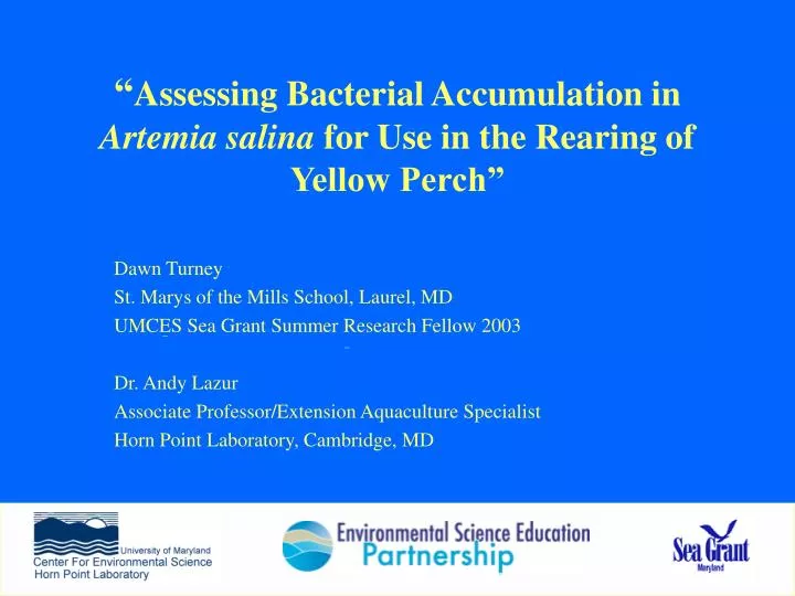 assessing bacterial accumulation in artemia salina for use in the rearing of yellow perch