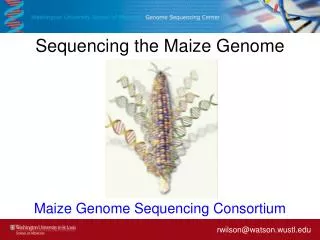 Sequencing the Maize Genome