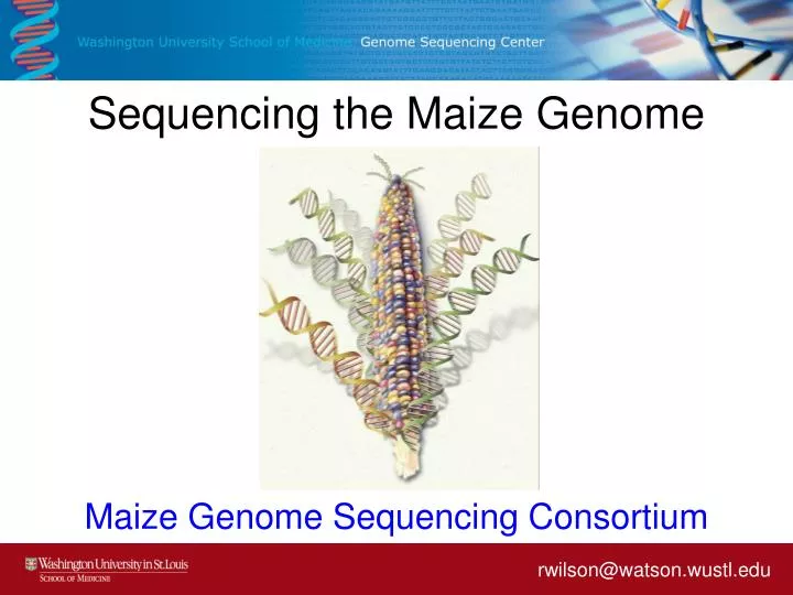 sequencing the maize genome