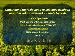 Understanding resistance to cabbage seedpod weevil in yellow mustard x canola hybrids