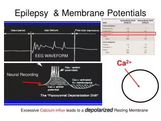Epilepsy &amp; Membrane Potentials
