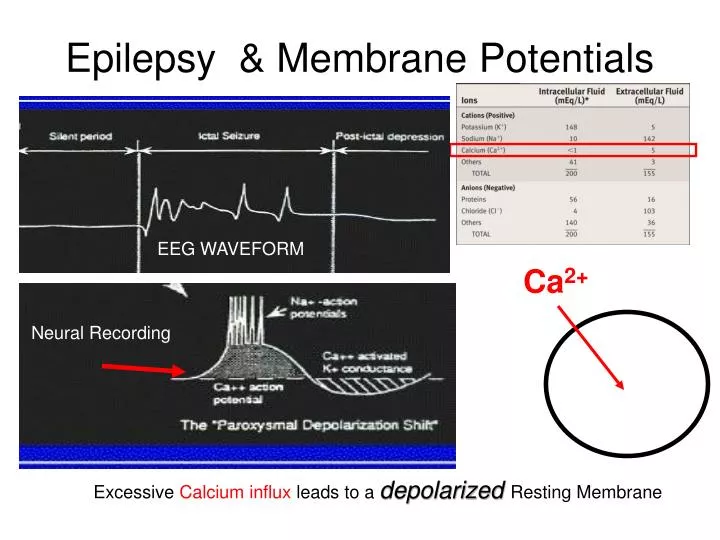 epilepsy membrane potentials