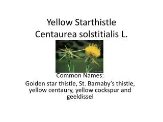 Yellow Starthistle Centaurea solstitialis L.