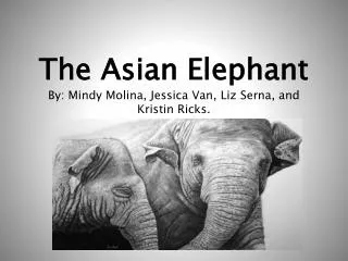 The Asian Elephant By: Mindy Molina, Jessica Van, Liz Serna, and Kristin Ricks.