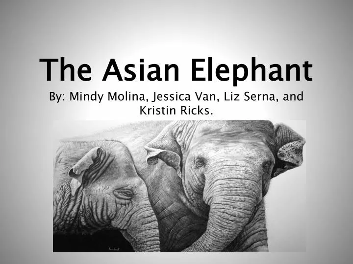 the asian elephant by mindy molina jessica van liz serna and kristin ricks