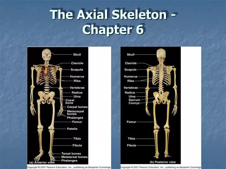 the axial skeleton chapter 6