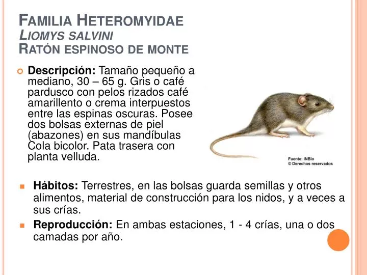 familia heteromyidae liomys salvini rat n espinoso de monte