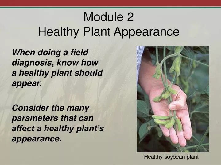 module 2 healthy plant appearance