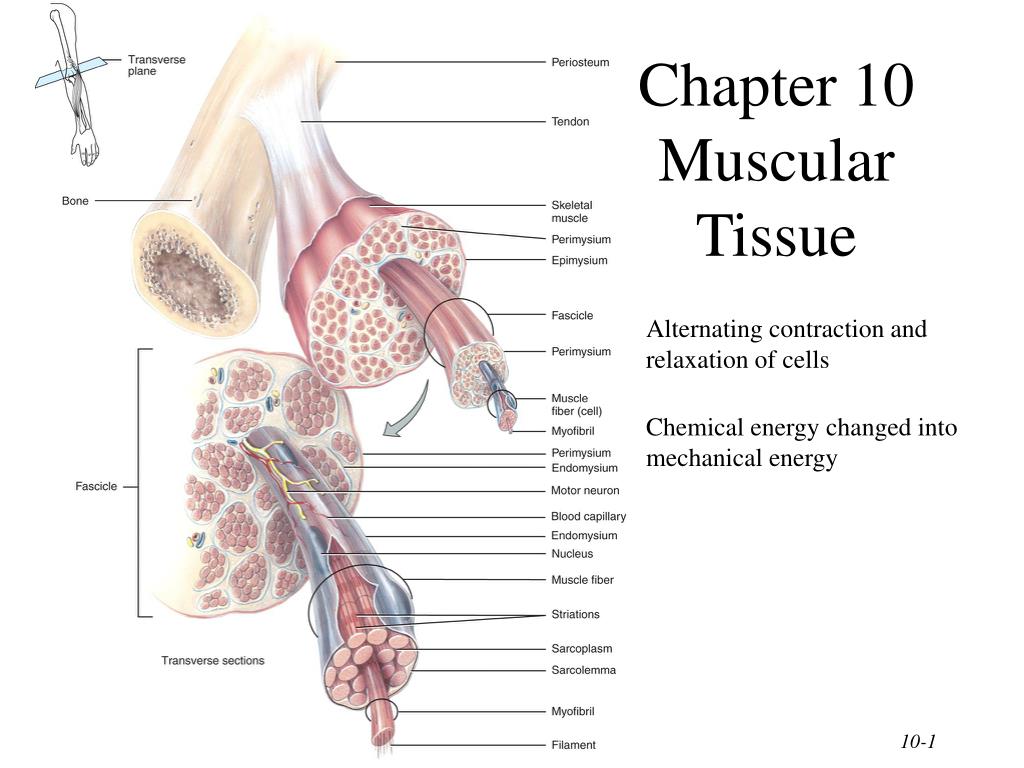 PPT - Chapter 10 Muscular Tissue PowerPoint Presentation, free download ...