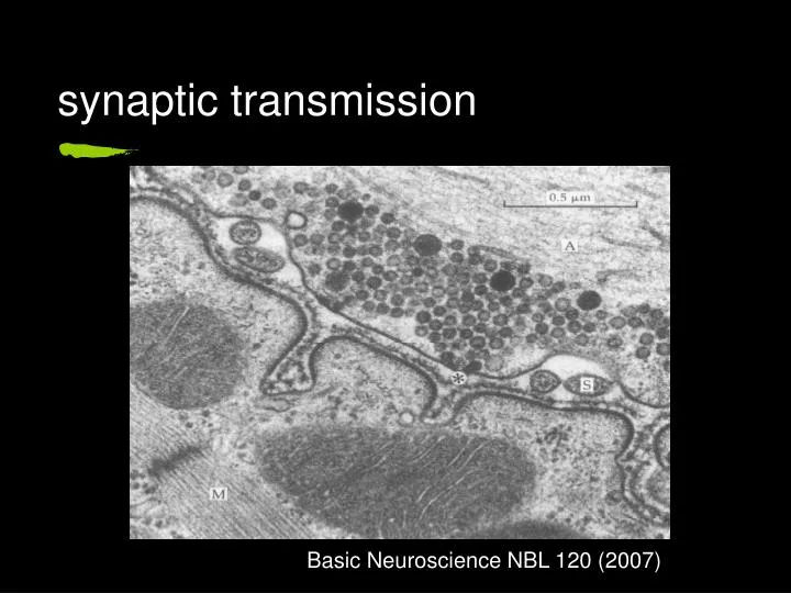 synaptic transmission