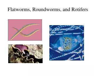 Flatworms, Roundworms, and Rotifers