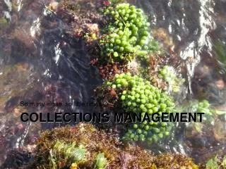 COLLECTIONS MANAGEMENT