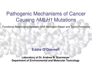 Pathogenic Mechanisms of Cancer Causing hMLH1 Mutations Functional Relationship between DNA Mismatch Repair and Tumor