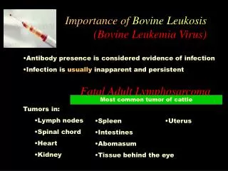 Importance of Bovine Leukosis (Bovine Leukemia Virus)