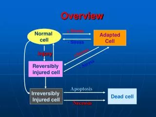 Adapted Cell