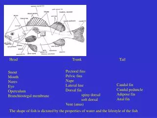 The shape of fish is dictated by the properties of water and the lifestyle of the fish