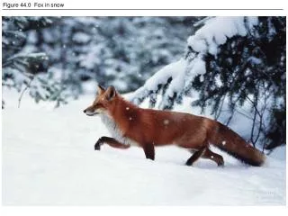 Figure 44.0 Fox in snow