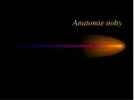 Anatomie nohy - slide 1