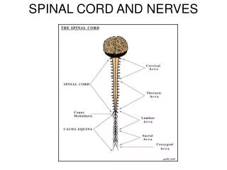 SPINAL CORD AND NERVES