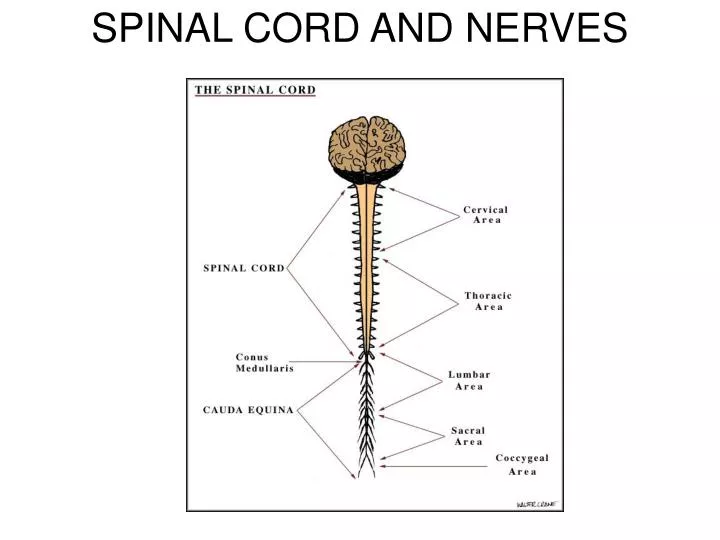 spinal cord and nerves
