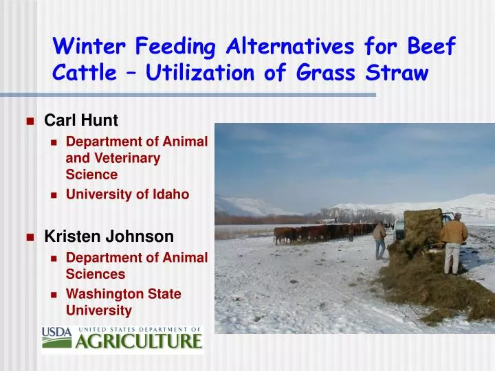 winter feeding alternatives for beef cattle utilization of grass straw