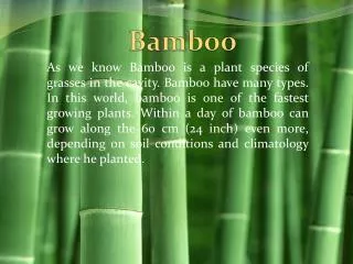 all about bamboo santos
