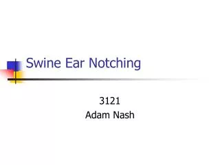 Swine Ear Notching