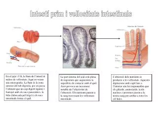 Intestí prim i vellositats intestinals