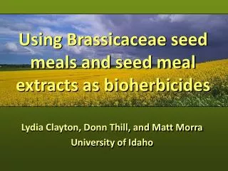 Using Brassicaceae seed meals and seed meal extracts as bioherbicides