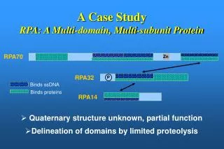 A Case Study RPA: A Multi-domain, Multi-subunit Protein