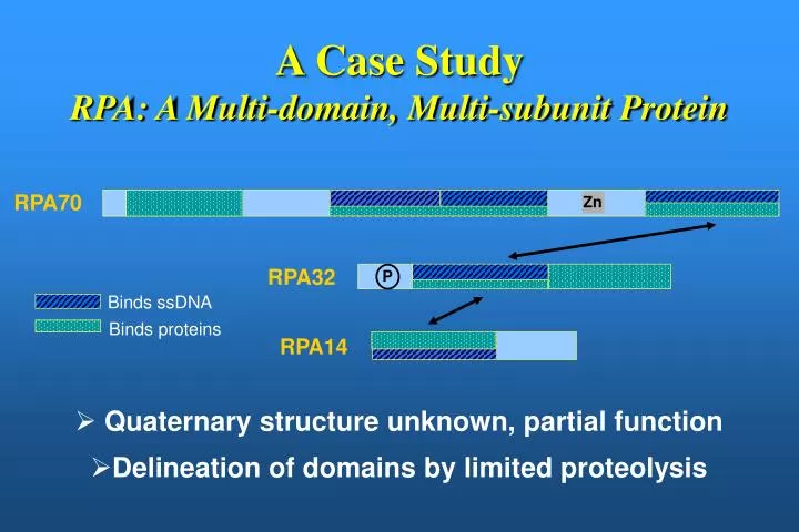 a case study rpa a multi domain multi subunit protein