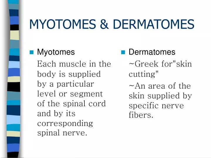 myotomes dermatomes