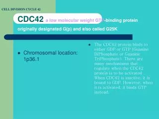 CDC42 a low molecular weight GTP -binding protein originally designated G(p) and also called G25K