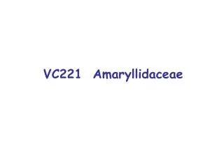 VC221 Amaryllidaceae
