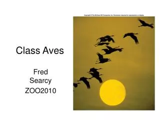 Class Aves