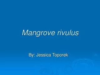 Mangrove rivulus
