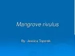 Mangrove rivulus - slide 1