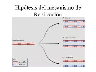 Hipótesis del mecanismo de Replicación