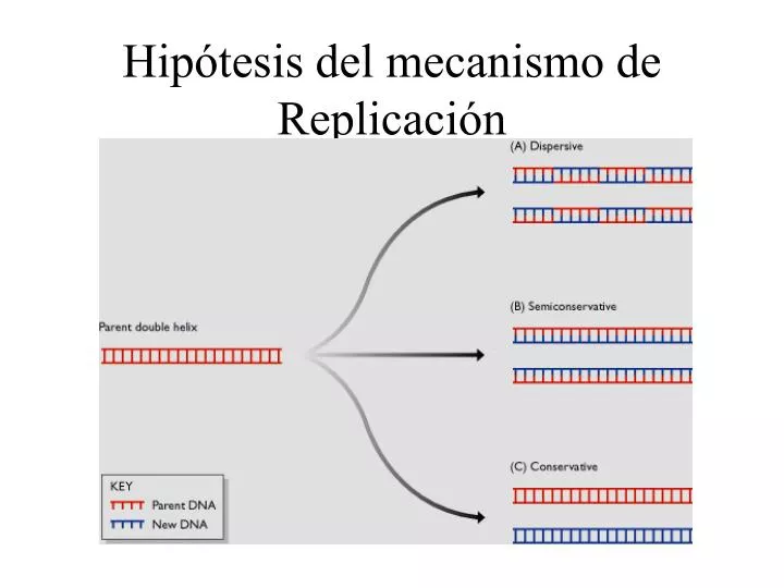 hip tesis del mecanismo de replicaci n
