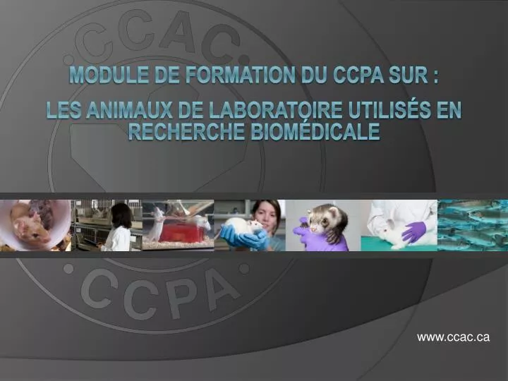 module de formation du ccpa sur les animaux de laboratoire utilis s en recherche biom dicale