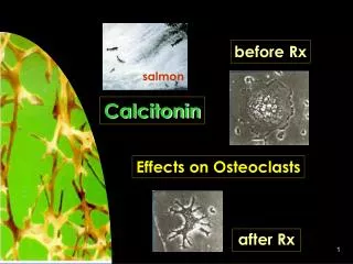 Effects on Osteoclasts