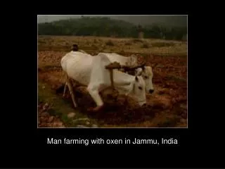 Man farming with oxen in Jammu, India