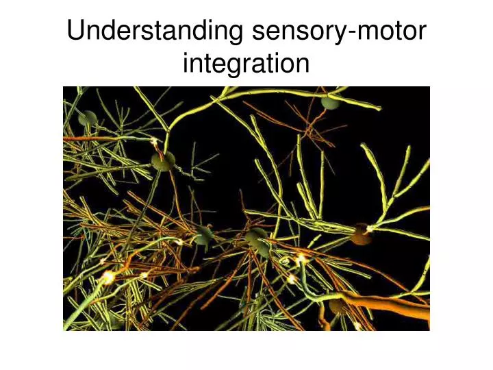 understanding sensory motor integration