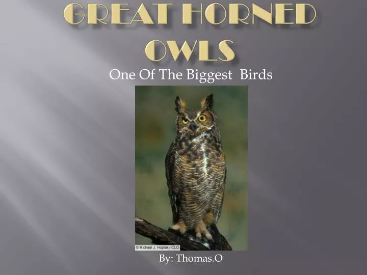 great horned owls