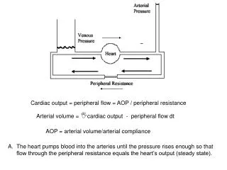 Cardiac output = peripheral flow = AOP / peripheral resistance